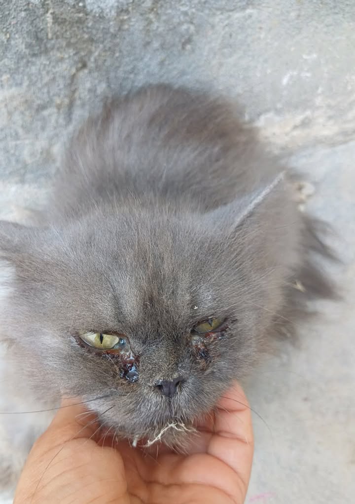 Chat à adopter