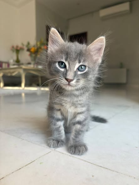 Chat à adopter