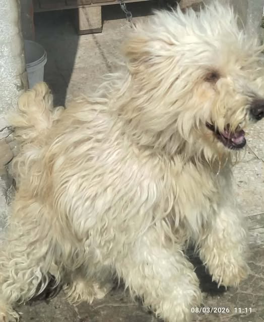 Chien à adopter
