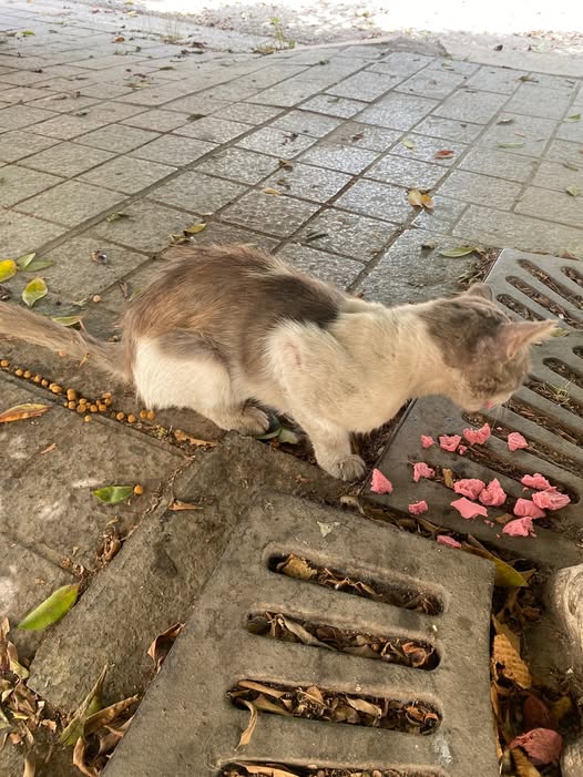 Chat à adopter