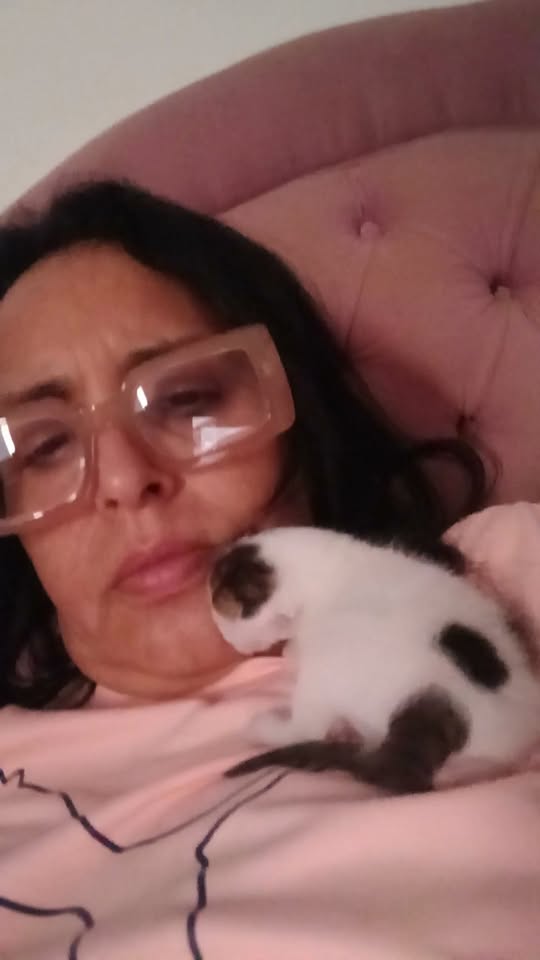 Chat à adopter
