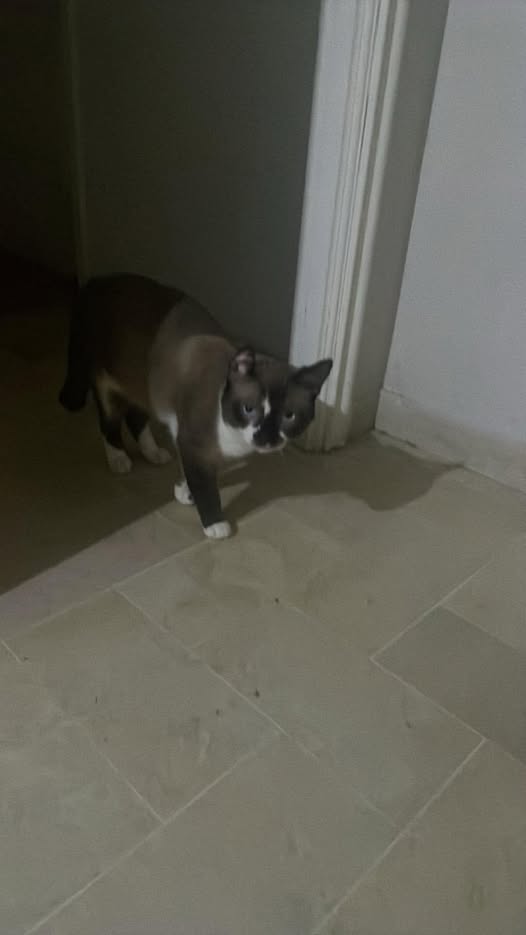 Chat à adopter