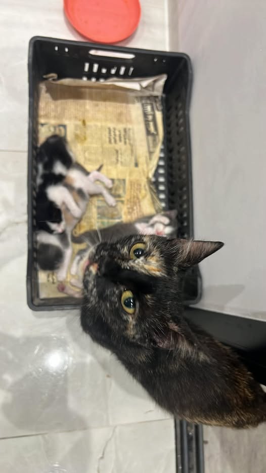 Chat à adopter