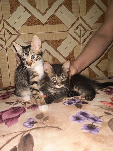 Chat à adopter