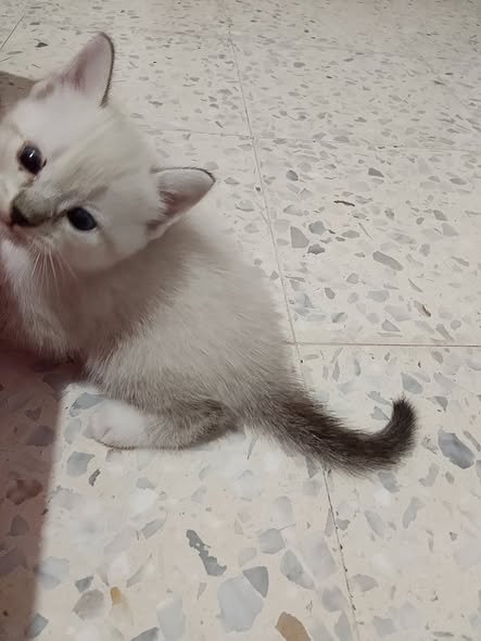 Chat à adopter — تبني الحيوانات في تونس تونس