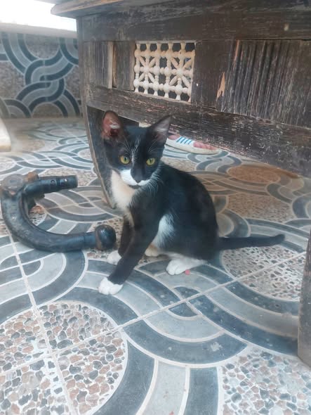 Chat à adopter