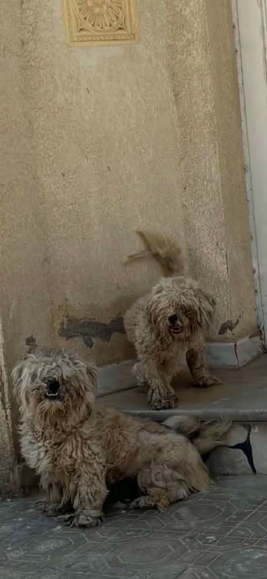 Chien à adopter