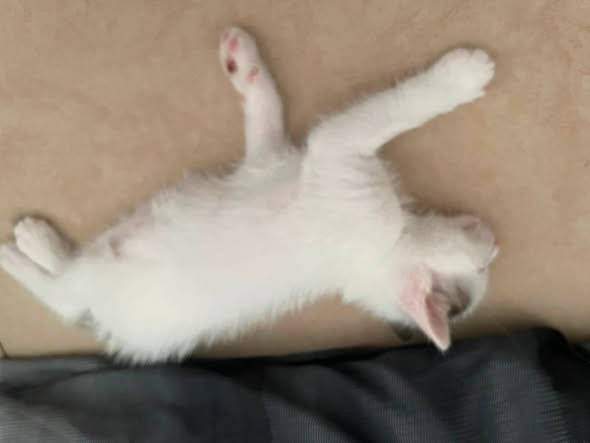 Chat à adopter