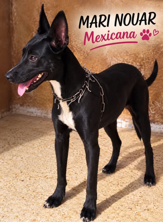 Mexicana — Adoption d'animaux en Tunisie Sfax