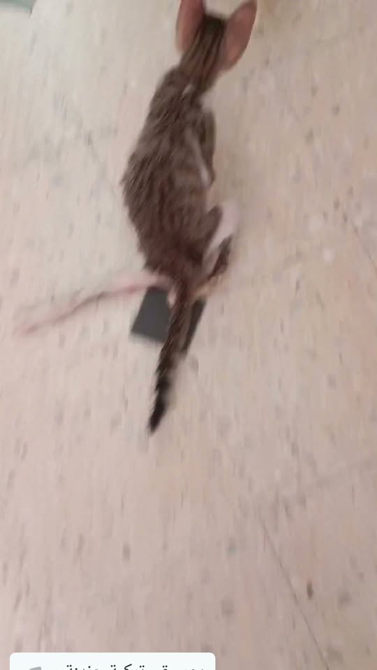 القطوس