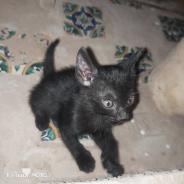 Chat à adopter