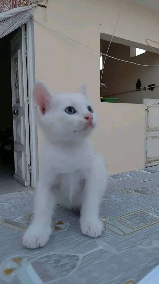 Chat à adopter