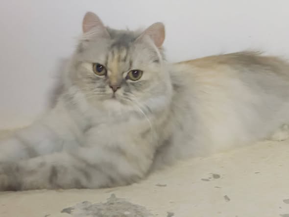 Chat à adopter