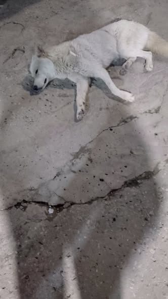 Chien à adopter