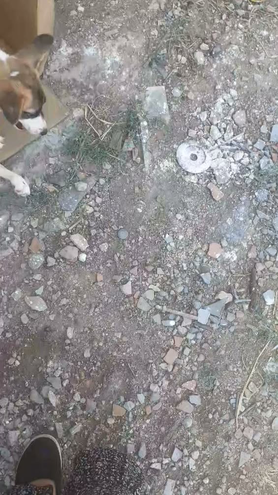 Chien à adopter