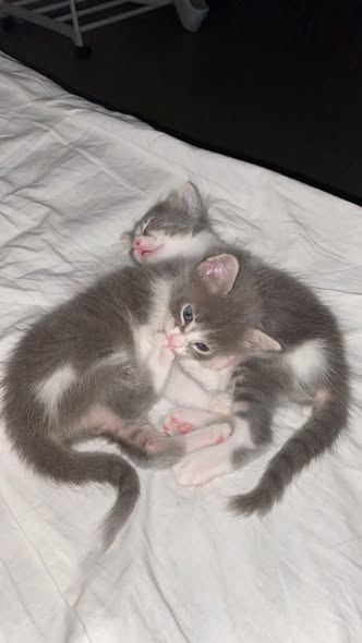 Chat à adopter