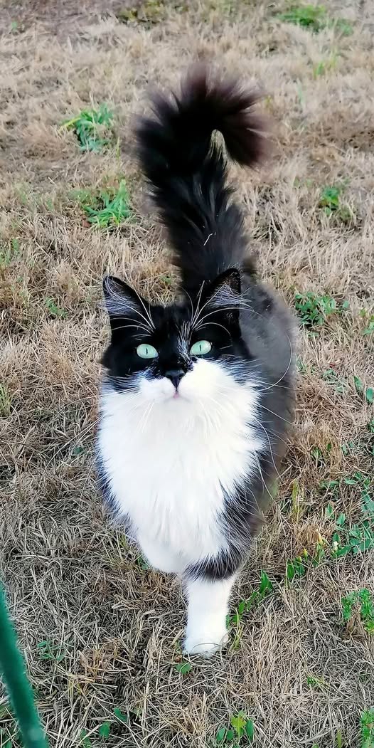 Sofia