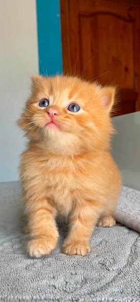 Chat à adopter