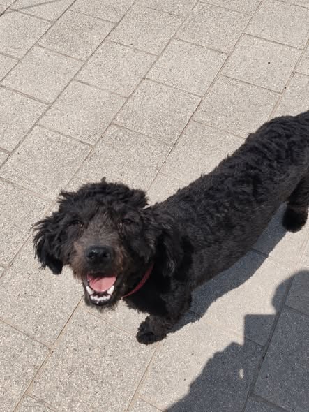 Chien à adopter