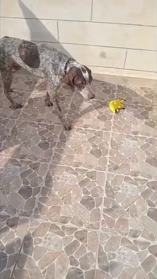 Chien à adopter