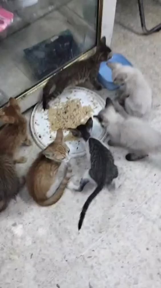 Chat à adopter