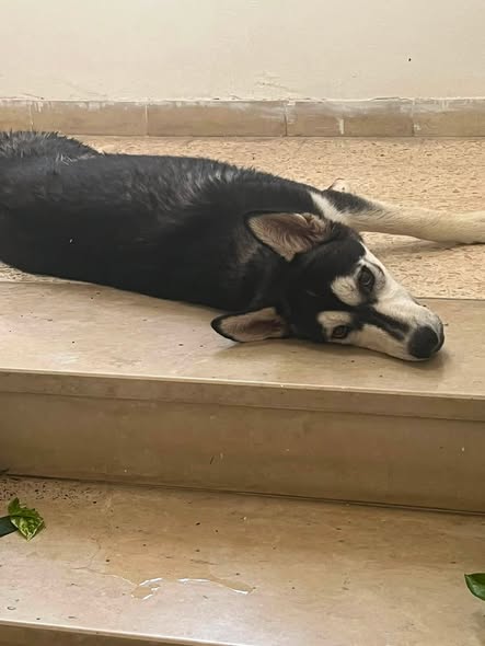 Chien à adopter