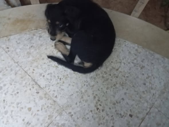 Chien à adopter