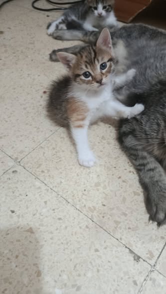 Chat à adopter