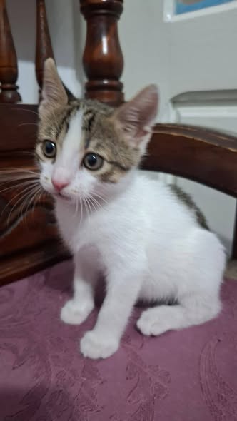 Chat à adopter