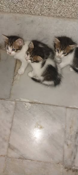 Chat à adopter