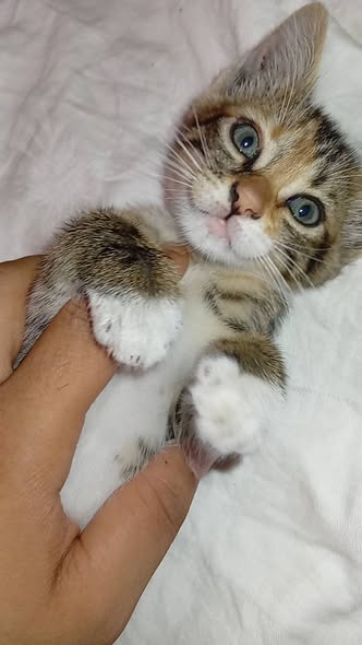 Chat à adopter