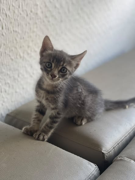 chaton — تبني الحيوانات في تونس تونس
