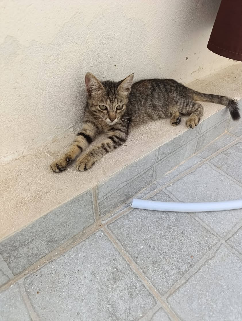Chat à adopter