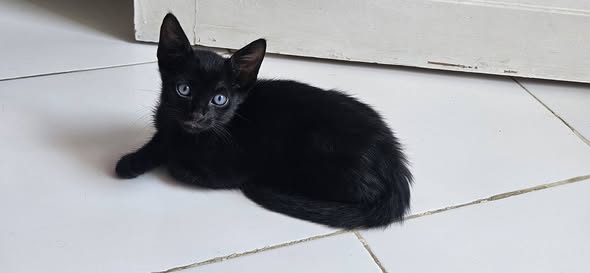 Chat à adopter