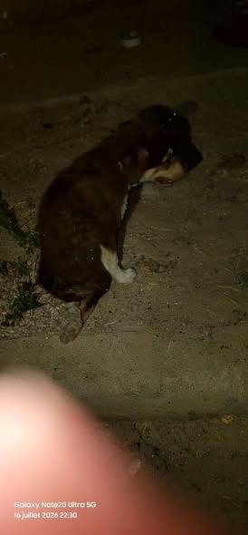 Chien à adopter