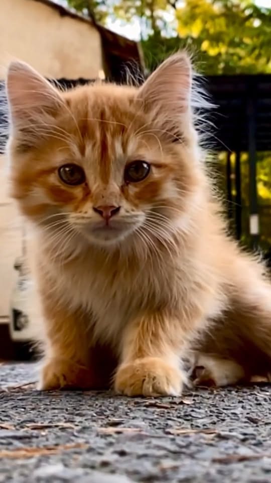 Chat à adopter