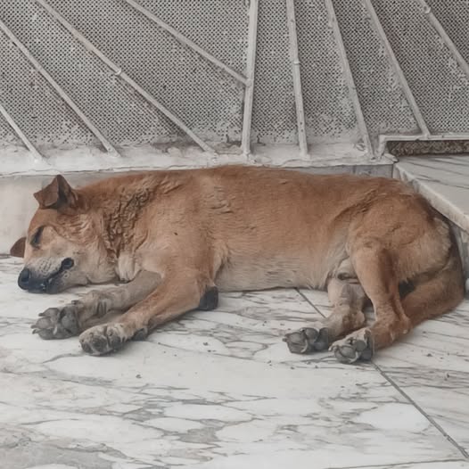 Chien à adopter — Adoption d'animaux en Tunisie Tunis