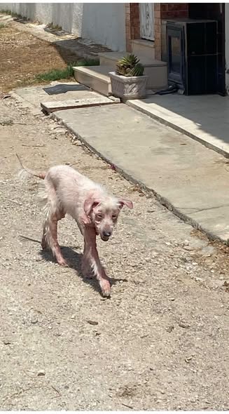 Chien à adopter