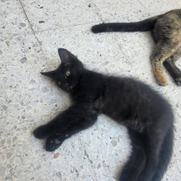 Chat à adopter