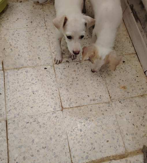 Chien à adopter