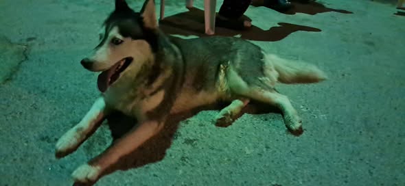 Chien à adopter