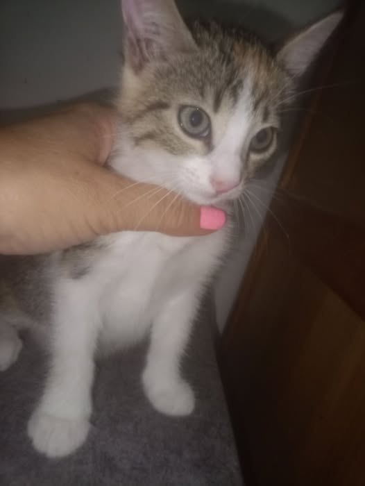 Chat à adopter — تبني الحيوانات في تونس تونس