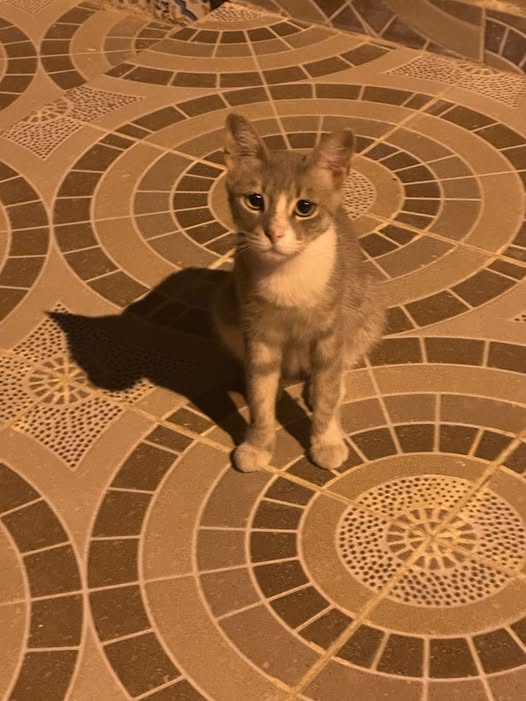 Chat à adopter