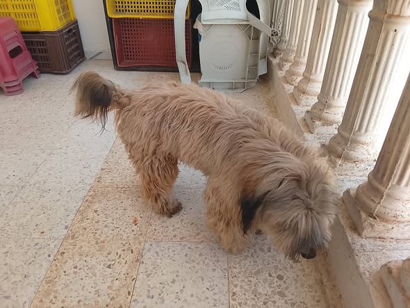 Chien à adopter