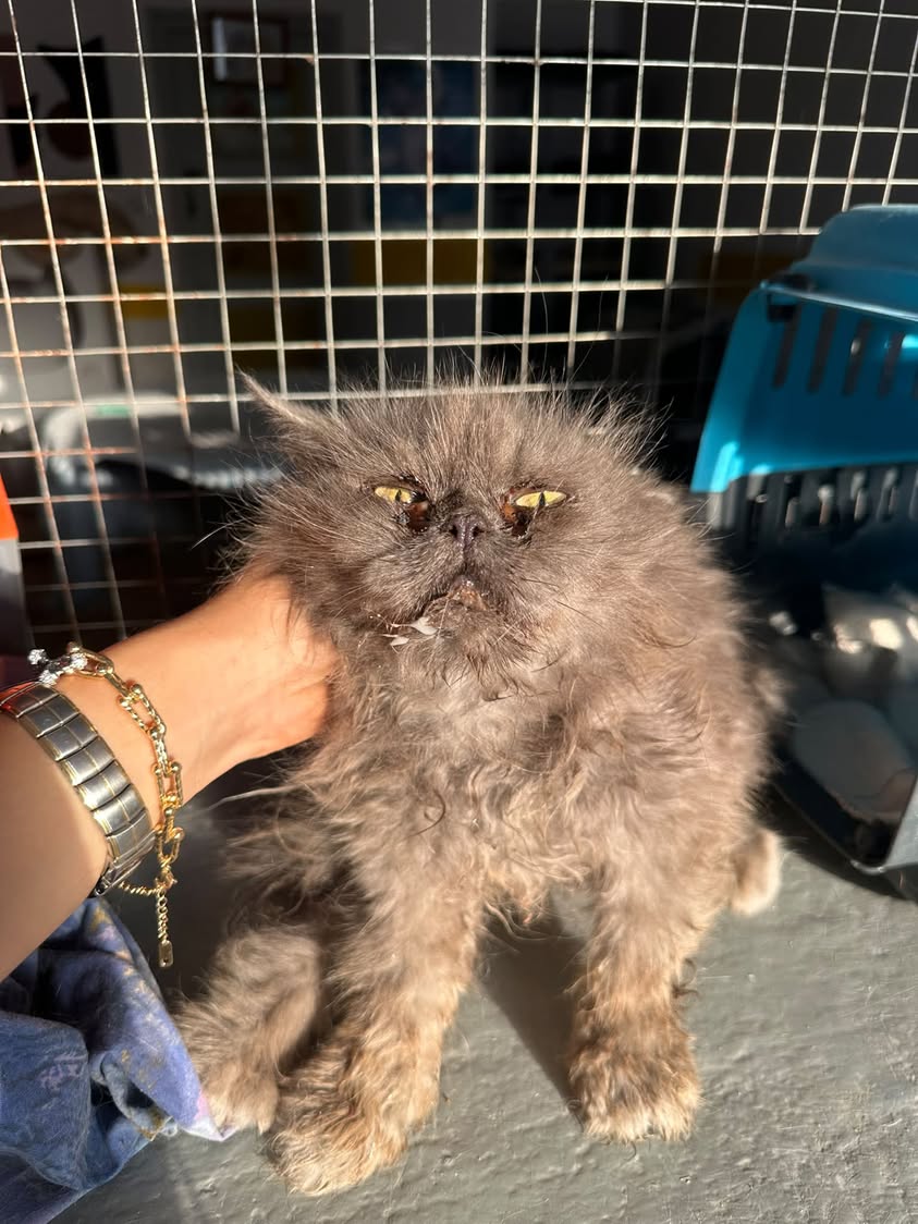 Chat à adopter