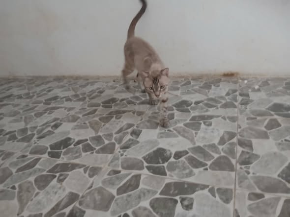 Chat à adopter