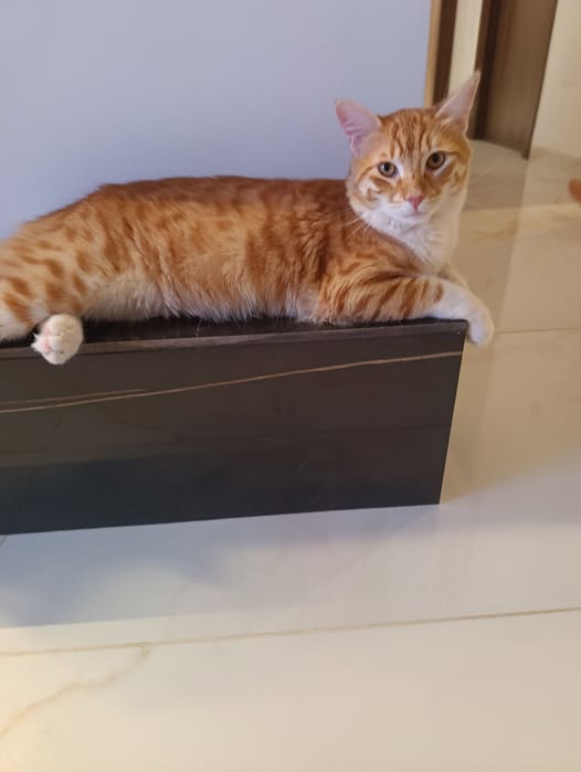 Chat à adopter