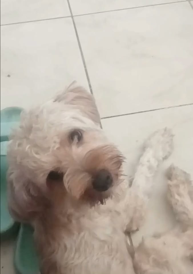 Snoppy et Pretty