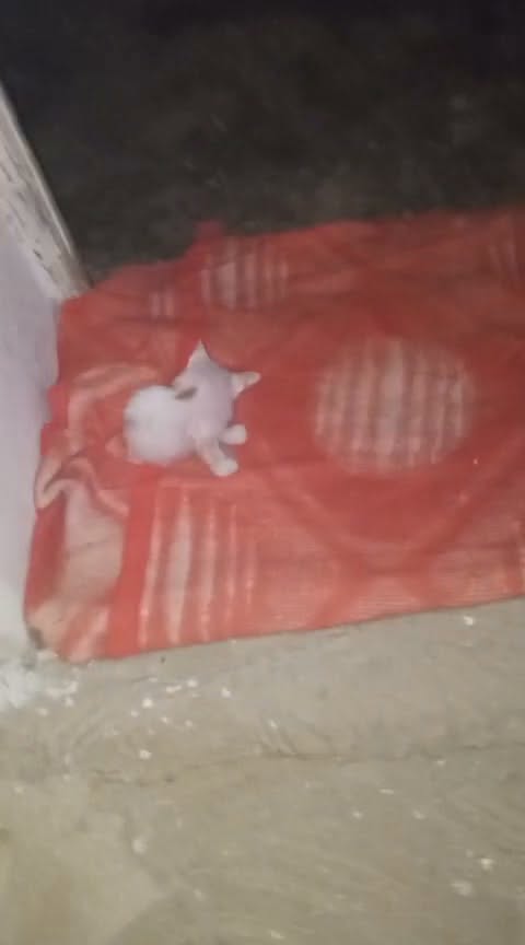 Chat à adopter