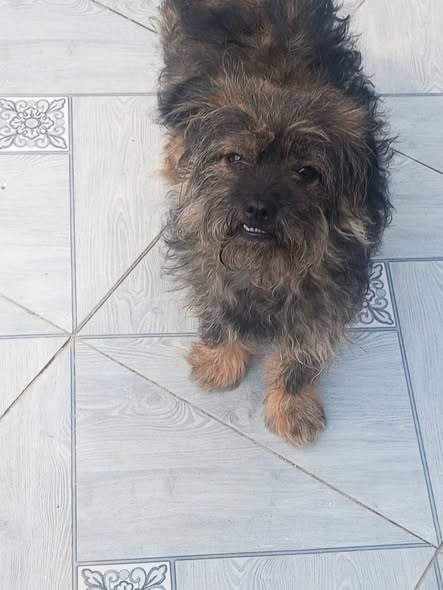 Chien à adopter